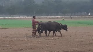 মহিষ দিয়ে জমিতে মই টানা প্রাচীন কাল থেকে চলে আসছে এবং বিড়াল টা কি করছে দেখুন 😮😮😮😮