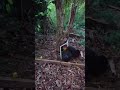 Brush Turkey Mirror Fight