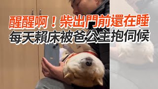 柴柴出門前還在睡💤每天賴床被爸公主抱伺候｜寵物動物｜柴犬｜精選影片