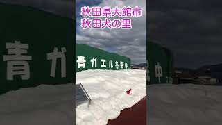 秋田県大館市大館駅周辺を散策