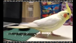 インコは理由がなければ飛びません cockatiel【オカメインコのきなこ】