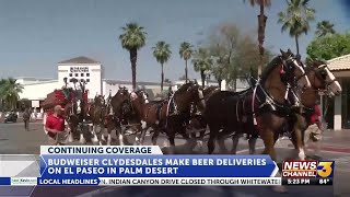 Budweiser Clydesdales make beer deliveries in Palm Desert ahead of Stagecoach appearance