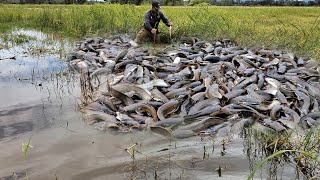 របៀបដាក់បង្កៃប្រើនុយជន្លេនជាប់បានត្រីច្រើនណាស់_ How to put worms to catch a lot of fish