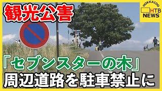 ルールは守られるか　観光名所「セブンスターの木」オーバーツリーズム問題　周辺道路を駐車禁止に　美瑛町