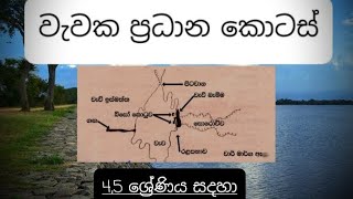 වැවක ප්‍රධාන කොටස්|වැව් තාක්ෂණය |4,5 ශ්‍රේණි සදහා|ශිශ්‍යත්ව විභාගය පරිසරය පාඩම|පුංචි අපේ තක්සලාව