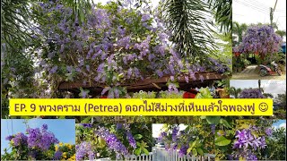 EP. 9 พวงคราม (Petrea) ดอกไม้สีม่วงที่เห็นแล้วใจละลาย