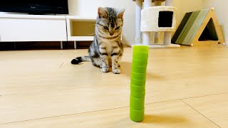 積み上げたペットボトルキャップを崩しちゃう猫