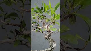 Conocarpus Bonsai pruning