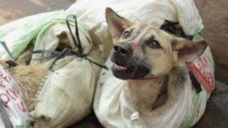 Corée du Sud : la viande de chien bientôt bannie ?