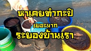 วิธีหาเคยของชาวระยอง(ทำกะปิ)🦐Ep2e