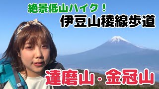 冬の低山ならここ。富士山見ながらの稜線歩き、最高の景色が伊豆にあった！！！