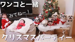 【シーズー犬/はに丸】かわいいワンちゃん＆赤ちゃんに癒されまくるクリスマス  / Christmas party with Shih Tzu and baby.