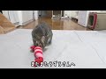 【けりぐるみ】海老のおもちゃに興奮しちゃう猫たちがかわいい／shrimp plush toy and cat