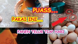 CARA SUPAYA AYAM KAMPUNG CEPAT BERTELUR, BERIKAN PAKAN INI