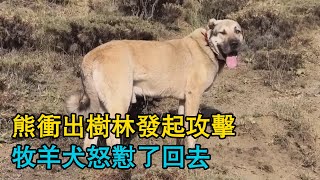 熊沖出樹林發起攻擊，牧羊犬怒懟了回去，守護羊群的安全！