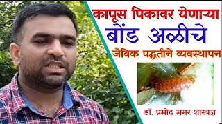 Bond worms | गुलाबी बोंड अळी | गुलाबी बोंड आळीचे जैविक पद्धतीने व्यवस्थापन