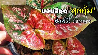 แบ่งปันบอนสีชุดสุดคุ้มส่งฟรีมีปลายทาง|เบิดชัย บอนสี