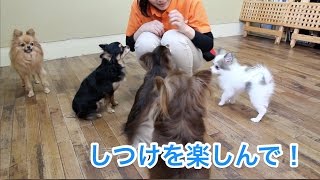 しつけの楽しんで！〜犬のしつけは大阪のsmart-dog〜