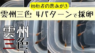 雲州三色メダカの累代飼育　4パターンで採卵したF2の子【メダカ飼育 087】