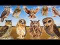 The Best Owl Sounds 🦉 | Different Types of Owls and Their Sounds (15 types of owls)