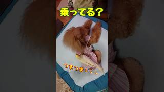 【ワンコとオカメ🐕🦜】オカメインコ🥰くう🐦トイプードル🤩だんご🐶仲良し❤️👼