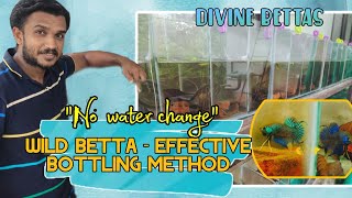 Wild Betta Bottling|വൈൽഡ് ബെറ്റാ ബോട്ടിലിംഗ്|Divine Bettas