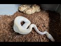 STOP EVERYTHING! This Ball Python Deal Will BLOW YOUR MIND TSRR 64