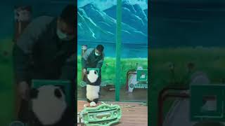 终于等到了妹猪卡窗的一天 #panda #pandachina #giantpanda #大熊猫 #熊猫 #熊猫宝宝 #大熊猫妹猪 #国宝熊猫 #国宝大熊猫 #国宝不愧是国宝 #熊猫界顶流 #熊猫日常