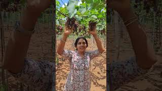 ഒരുപാട് നാളത്തെ ആഗ്രഹം ആണ് കമ്പം പോയി 🍇🍇തോട്ടം കാണണം എന്ന് അത് സാധിച്ചു