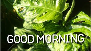Latest Good Morning Status Video / Whatsapp Status / Greetings / Wishes / Messages #shorts #morning