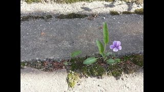 제비꽃 편지 - 안도현 시/이수진 곡,노래