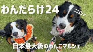 【犬イベント】わんだらけマルシェ行ってきました