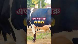 Amazing Big Cows videos | Hamba Hamba | Amba #cow #shortfeed #tiktok #ringtone #shorts #short #viral