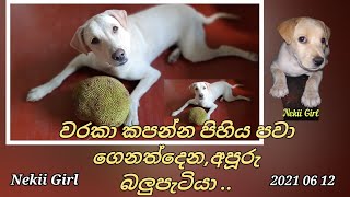 වරකා කපන්න පිහිය පවා ළඟට ගෙනත්දෙන,අපූරු බලුපැටියා..| @Nekiibaba