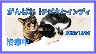 がんばれ！チビ太とインディ治療中2020.12.20