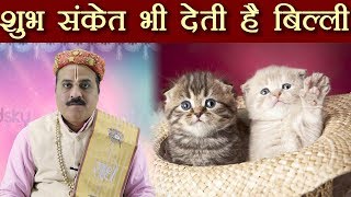 बिल्ली सिर्फ अशुभ ही नहीं, ये शुभ संकेत भी देती है | Auspicious Signs by Cat | Boldsky