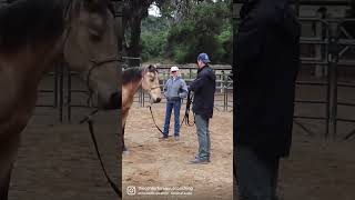 Equus Coaching #horses #equus