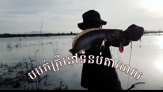 បបក់ត្រីនៅទំនប់តាសាល/18/08/2023(ខេត្តកំពង់ស្ពឺ)