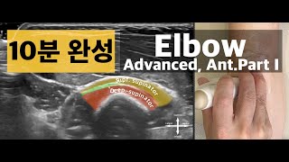 Elbow Advanced 1 (Anterior part I : biceps brachii, radial nerve, median nerve) - KAOM 강사 한범기