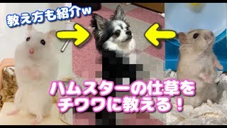 ハムスターの可愛い仕草を犬に教える方法【チワワ】【ベック教え方】