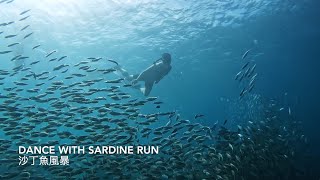 Scuba diving in Bohol/Free Diving in Moalboal in Philippines 菲律賓潛水薄荷島傑克魚風暴、巧克力山\u0026墨寶沙丁魚風暴[2023/2024]]