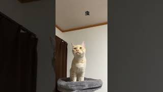 天井にいる虫が気になって二本足で立ち上がる猫がこちら【スコティッシュフォールド】