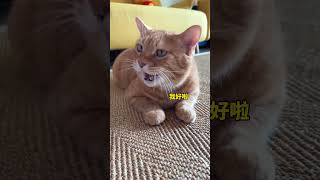 【#猫咪叫不苦】怎么会有这么温柔的小猫啊!#萌宠出道计划 #小猫咪能有什么坏心眼 #不苦的日常