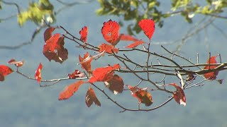 Fall in Georgia: Where are the best state parks to see the leaves change colors?