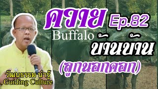 ควาย#ลูกนอกคอก#Ep.82#Shorts, @วัฒนธรรม นำรู้:Guiding Culture