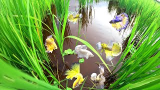 Amazing Beautiful Betta Finding Catching Beautiful Galaxy Fancy Betta Fishes