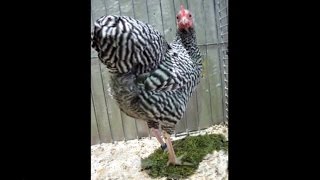 Deutsche Zwerg-Langschan, German Langshan Bantam, National Poultry Show Germany