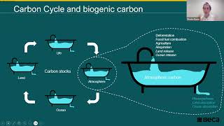 Understanding carbon emissions of structural timber products | Phoebe Moses | August 2024