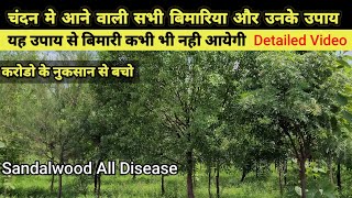 Chandan कि खेती मे आने वाली सभी बिमारिया और उनके उपाय l Sandalwood Disease l Chandan farming