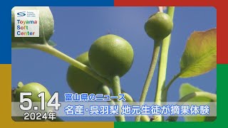 富山名産・呉羽梨 地元中学生が摘果体験【2024.5.14 富山県のニュース】